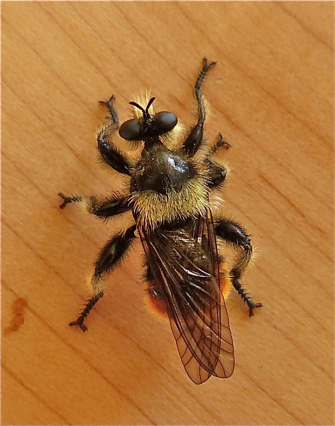 Photo of Laphria fernaldi by Rosemary Taylor